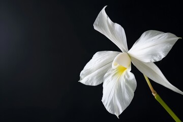 flower Photography, Brassavola nodosa, copy space on right,close up, Isolated on Black Background