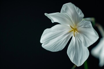 Fototapeta premium flower Photography, Brassavola nodosa, copy space on right,close up, Isolated on Black Background
