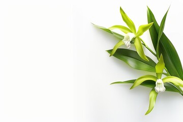 Fototapeta premium flower Photography, Catasetum, copy space on right, Isolated on white Background