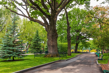Fototapeta premium Large old trees near the alley in the garden named after. Shevchenko in Kharkiv city, Ukraine. Summer day