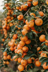 Ripe Persimmons Hanging on Tree Branches in a Lush Orchard During Harvest Season with Leaves Turning Color in Late Autumn