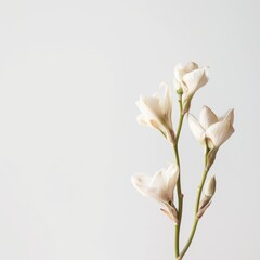 Fototapeta premium flower Photography, Catasetum copy space on right, Isolated on white Background