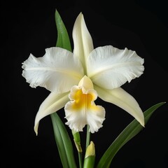 Fototapeta premium flower Photography, Cattleya copy space on right, close up, Isolated on Black Background