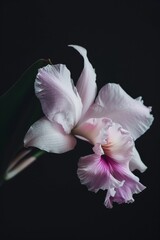 Fototapeta premium flower Photography, Cattleya, copy space on right, close up, Isolated on Black Background