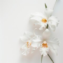 Obraz premium flower Photography, Cattleya copy space on right, Isolated on white Background