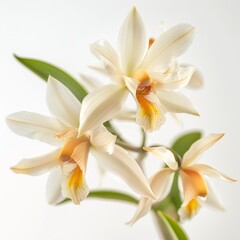 flower Photography, Coelogyne pandurata, Close up view, Isolated on white Background
