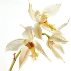Obraz premium flower Photography, Coelogyne pandurata, Close up view, Isolated on white Background