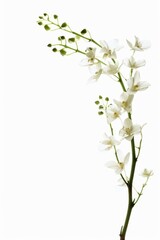 Obraz premium flower Photography, Dendrobium, copy space on right, Isolated on white Background