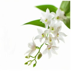 Obraz premium flower Photography, Dendrobium copy space on right, Isolated on white Background