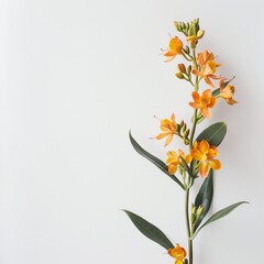 flower Photography, Epidendrum copy space on right, Isolated on white Background