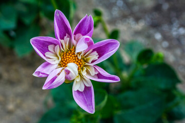 Fototapeta premium Single light purple, pink, collarette dahlia blooming in an outdoor flower garden.
