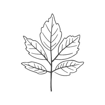 recommend clip art: maple leaf icon symbol sign vector