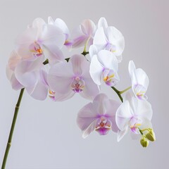 Fototapeta premium flower Photography, Phalaenopsis, Close up view, Isolated on white Background