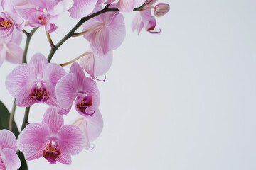Fototapeta premium flower Photography, Phalaenopsis, copy space on right, Isolated on white Background