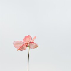 Obraz premium flower Photography, Phragmipedium, Close up view, Isolated on white Background