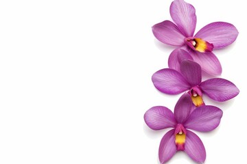 Obraz premium flower Photography, Spathoglottis plicata, copy space on right, Isolated on white Background
