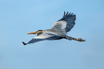 Obraz premium A Great Blue Heron bird gliding in flight, very elegant and streamlined against a blue sky.