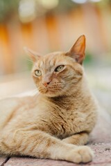 Ginger domestic house cat relaxing on the sidewalk