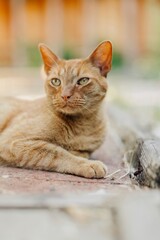 Ginger domestic house cat relaxing on the sidewalk