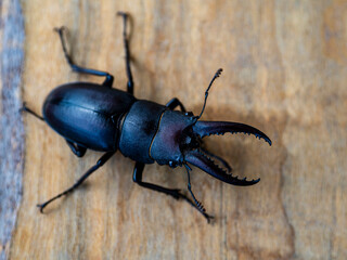板の上のコクワガタ