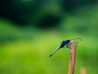 シオカラトンボ