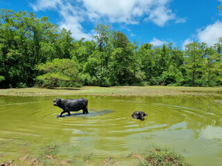 Buffaloes in a flooded area on Marajó Island, Pará, Brazil