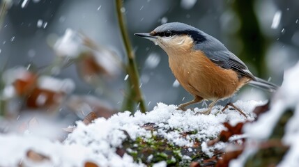 The nuthatch perched on the snowy ground