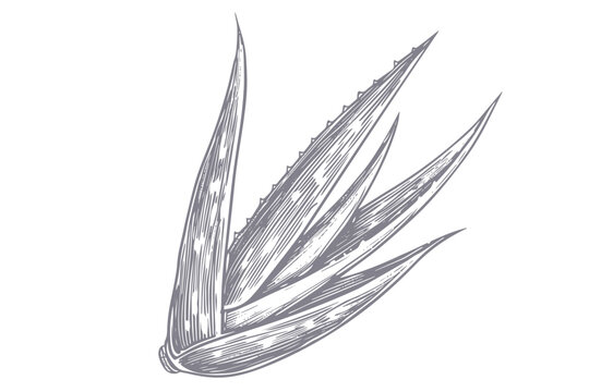 recommend clip art: Aloe Vera sketch hand drawn illustration, vector botanical drawing. Aloe Vera leaves botanical sketch or hand drawn pencil and ink pen monochrome