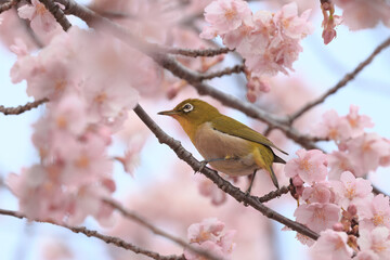 満開の河津桜の中で休むメジロ
