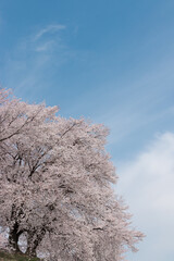 青空に映える満開の桜