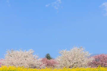 青空の下の桜と菜の花のある風景