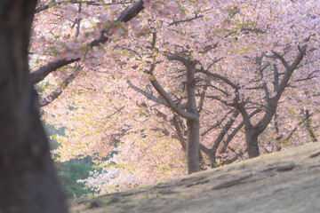 丘に咲く河津桜