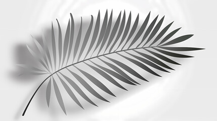 Obraz premium Realistic transparent shadow from a leaf of a palm tree on the white background. Tropical leaves shadow. Mockup with palm leaves shadow.