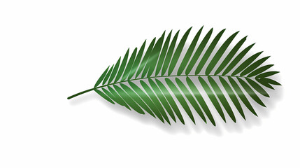 Realistic transparent shadow from a leaf of a palm tree on the white background. Tropical leaves shadow. Mockup with palm leaves shadow.