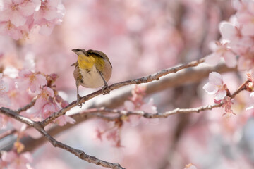 満開の河津桜と戯れるメジロ