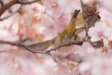 満開の河津桜から飛び立つメジロ