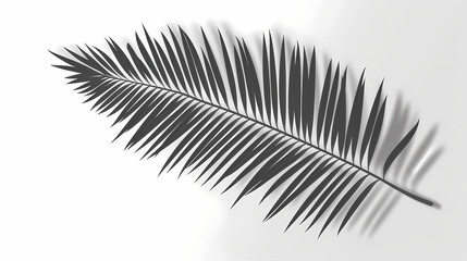 Fototapeta premium Realistic transparent shadow from a leaf of a palm tree on the white background. Tropical leaves shadow. Mockup with palm leaves shadow.