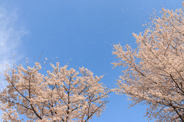 	青空に映える二本の桜と桜吹雪