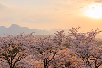 夕日に染まる桜