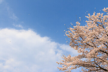 青空に映える桜と桜吹雪