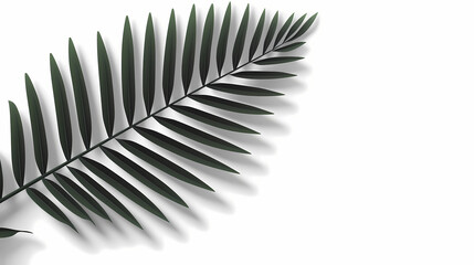Realistic transparent shadow from a leaf of a palm tree on the white background. Tropical leaves shadow. Mockup with palm leaves shadow.