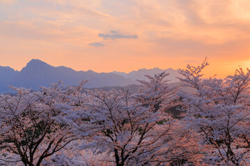 夕日に染まる桜