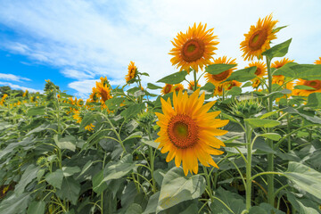 真夏の太陽とひまわり