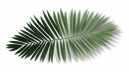 Fototapeta premium Realistic transparent shadow from a leaf of a palm tree on the white background. Tropical leaves shadow. Mockup with palm leaves shadow.