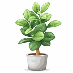 A jade plant clipart, house plant element, vector illustration, green, isolated on white background