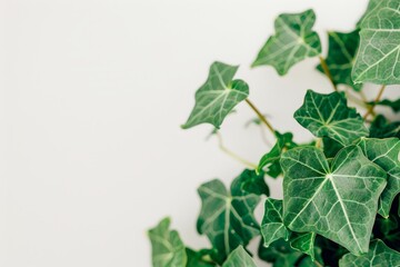 Vivid detail  green leaf with highlighted veins on clean background for text overlay