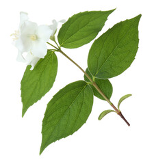 Branch of jasmine flowers and leaves isolated on white