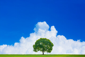 草原と青空に一本の木