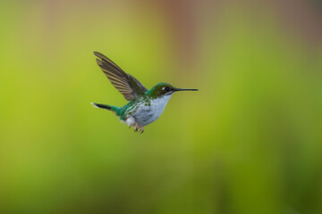 Fototapeta premium White-booted racket-tail, Female (Ocreatus underwoodii) Ecuador, 4k resolution, 