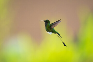White-booted Racket-tail - Ocreatus underwoodii, green bird of hummingbird in the brilliants, long tail with two flags. 4K resolution, best of Ecuador